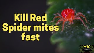 How to kill Red Spider Mites fast [upl. by Eirbua4]