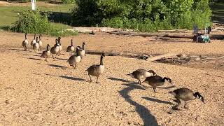 4K Walking Tour Soothing Lake With Tame Canadian Geese [upl. by Blanka]