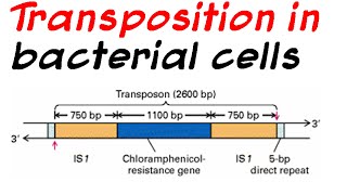 Role of transposition in bacterial cells [upl. by Himelman397]