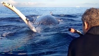 Most Epic Maui Whale Watch EVER  part 2 [upl. by Ahcilef]