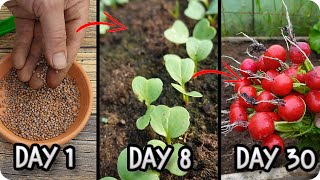 Radish Growing Guide From Sowing to Harvest Step by Step [upl. by Atteselrahc]