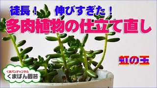 徒長？伸びすぎ？多肉植物の仕立て直し・虹の玉・Succulents【くまパン園芸】 [upl. by Tyne]