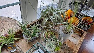 Tillandsia air plant collection xerographica tectorum streptophylla etc [upl. by Suicul]