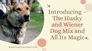 Introducing – The Husky and Wiener Dog Mix and All Its Magic [upl. by Eelyrag]