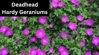 How To Deadhead Hardy Cranesbill Geranium for More Flowers [upl. by Yrannav]