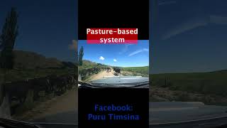 Pasture based Dairy Farming system in New Zealand newzealand dairyfarming cowfarm [upl. by Philly560]