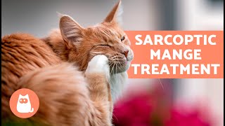 Do These HOME REMEDIES for SCABIES in CATS Work 🐱✅  Effective Home Remedies [upl. by Sorgalim]