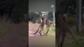 Kangaroo Fight Escalates Quickly 😅 [upl. by Anos]