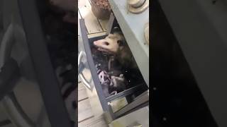 Look at what this woman found in her kitchen  Opossums have rabies possums wildlife [upl. by Eugenia]