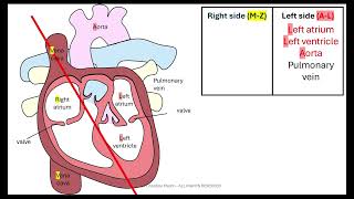 Bioenergetic Respiration AQA GCSE [upl. by Trisha]