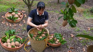 Harvesting sapodillas to sell at the market  Harvesting tomatoes eggs oranges [upl. by Olegna]