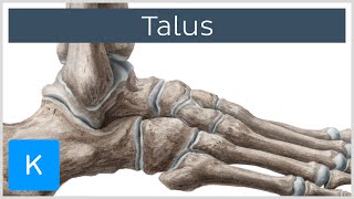 Talus Bone Anatomy and Innervation  Human Anatomy  Kenhub [upl. by Fi]