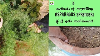 3 methods of repotting the asparagus sprengeri if it gets rootboundPlants are vital [upl. by Aniratac]