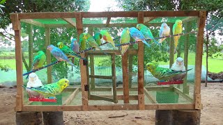 BUDGIES Love Birds NEW Cage Making at Home  Small Scale IndustrieS [upl. by Nidia710]