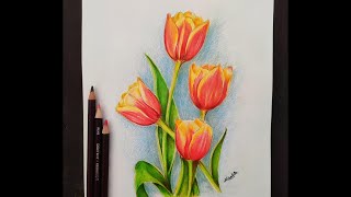 Easy Tulip Flower For Beginner  Using Colour Pencils [upl. by Battat]