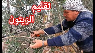 التقليم السنوي لشجرة الزيتون  Annual Pruning Of Olives Tree [upl. by Kiker416]