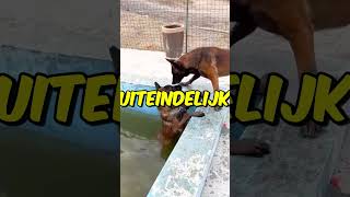 Slimme hond redt beste vriend van verdrinking ❤️ [upl. by Tolland]