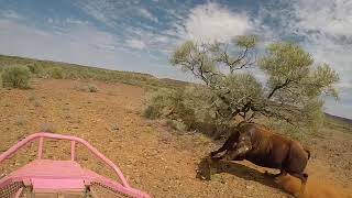 Bull catching in the Pilbara Western Australia [upl. by Graeme644]