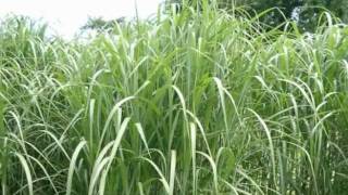 Heizen mit Miscanthus [upl. by Pooh]