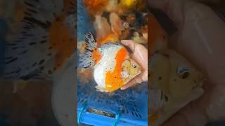 Giant goldfish out of breeding pond 👍👍shortsviral goldfish آکواریوم goldfishbreed aqaurium [upl. by Nostets]