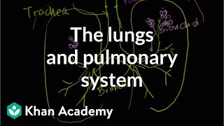 The lungs and pulmonary system  Health amp Medicine  Khan Academy [upl. by Georgeta]