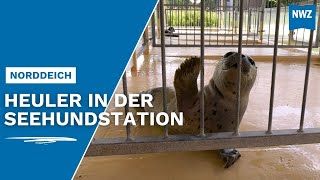 Jupp und Franz sind die ersten Heuler in der Seehundstation Norddeich [upl. by Anoblav449]