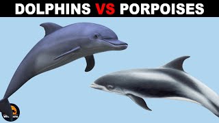 What Is The Difference Between Porpoises and Dolphins [upl. by Durand]