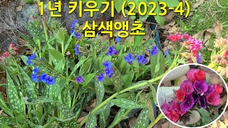 1년 키우기20234 삼색앵초 This is how the lungwort changes over the course of a year [upl. by Popele]