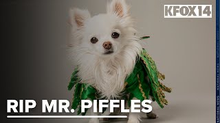 Mr Piffles canine sidekick to Las Vegas headliner Piff the Magic Dragon dies [upl. by Seiuqram]