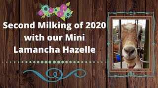 186 Second Milking of 2020 with our Mini Lamancha Hazelle [upl. by Yusem]