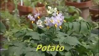 Pollination Methods Solanum Part 1 [upl. by Kahlil]