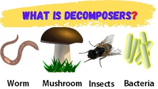 Decomposers  what are decomposers  decomposers definition  decomposers meaning [upl. by Bidget]