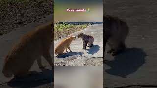 Cute kittens videos water cat pets animals cute russia japan poland usa [upl. by Andras330]