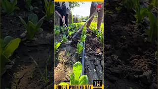 Unique Working Day 205  lactuca sativa var longifolia shorts farming satisfying [upl. by Coffee]