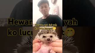 Part 1 Baby hedgehog hedgehog pets animals cute animallover animal [upl. by Kela]