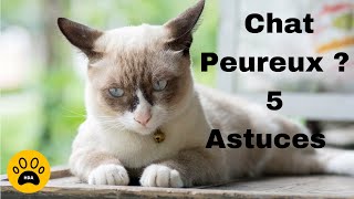 Comment rendre votre chat moins peureux ou moins craintif [upl. by Palm996]