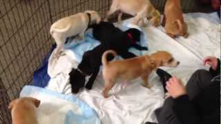 What puppies do 30 seconds before their TV debut [upl. by Carlstrom181]