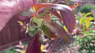 Blueberries Looking Strong [upl. by Cynthy]