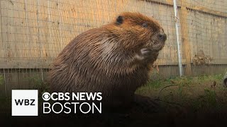 Gov Healey issues permit allowing Nibi the beaver to stay at wildlife rescue [upl. by Novi]