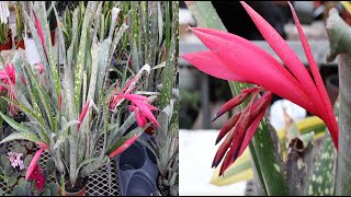 Bromeliad Care and Bloom Guide [upl. by Beaner]