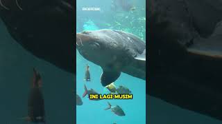 ACIPENSER IKAN AIR TAWAR TERBESAR viral fish strugeon fishvillage viralvideo trending [upl. by Kcirde]