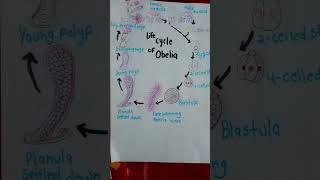 Life cycle of obeliaviralBsc5th semestertrendingshortsnotesshorts [upl. by Carley]