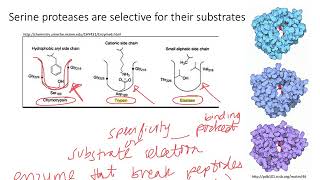 Enzymes Serine Proteases Dr Terrell [upl. by Cadell944]