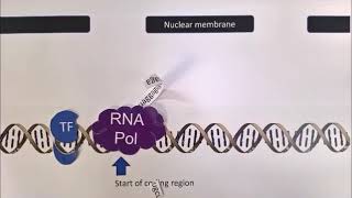 Transcription in eukaryotes  Chromatincentric view of transcription  RNA pol II transcripts [upl. by Ihcas127]