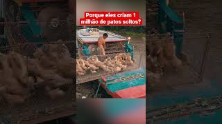 CRIANDO 1 MILHÃO DE PATOS SOLTOS  INCRÍVEL [upl. by Trauner248]