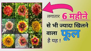 Gaillardia Flower Plant Information 🌻🌼 Blanket Flower  Gaillardia Paudhe Ki Jaankari Hindi Mein [upl. by Ameerak]