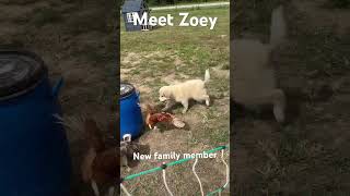 Meet Our New Homestead Buddy A Heartwarming Arrival homestead greatpyrenees pets [upl. by Irved]