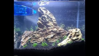 ROTALA MANIPURENSIS  Unboxing and Planting [upl. by Lathrope]