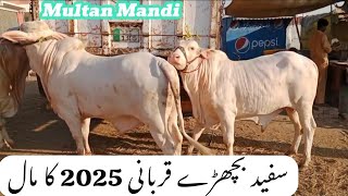 Multan Mandi may aye fancy Nukray Bulls Qurbani 2025 [upl. by Cave]