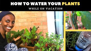 How to water plants while on vacation EASY stepbystep w results [upl. by Octavian]